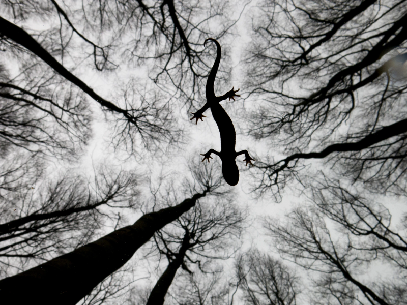 Illustration for article titled Estas son las mejores fotografías de naturaleza de 2015